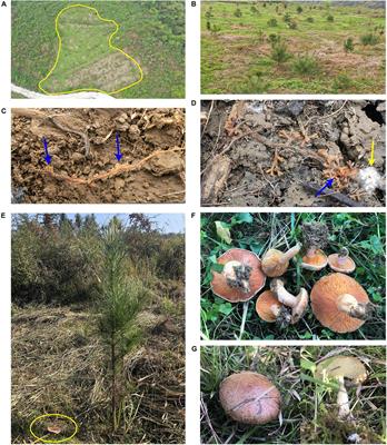 Factors influencing successful establishment of exotic Pinus radiata seedlings with co-introduced Lactarius deliciosus or local ectomycorrhizal fungal communities